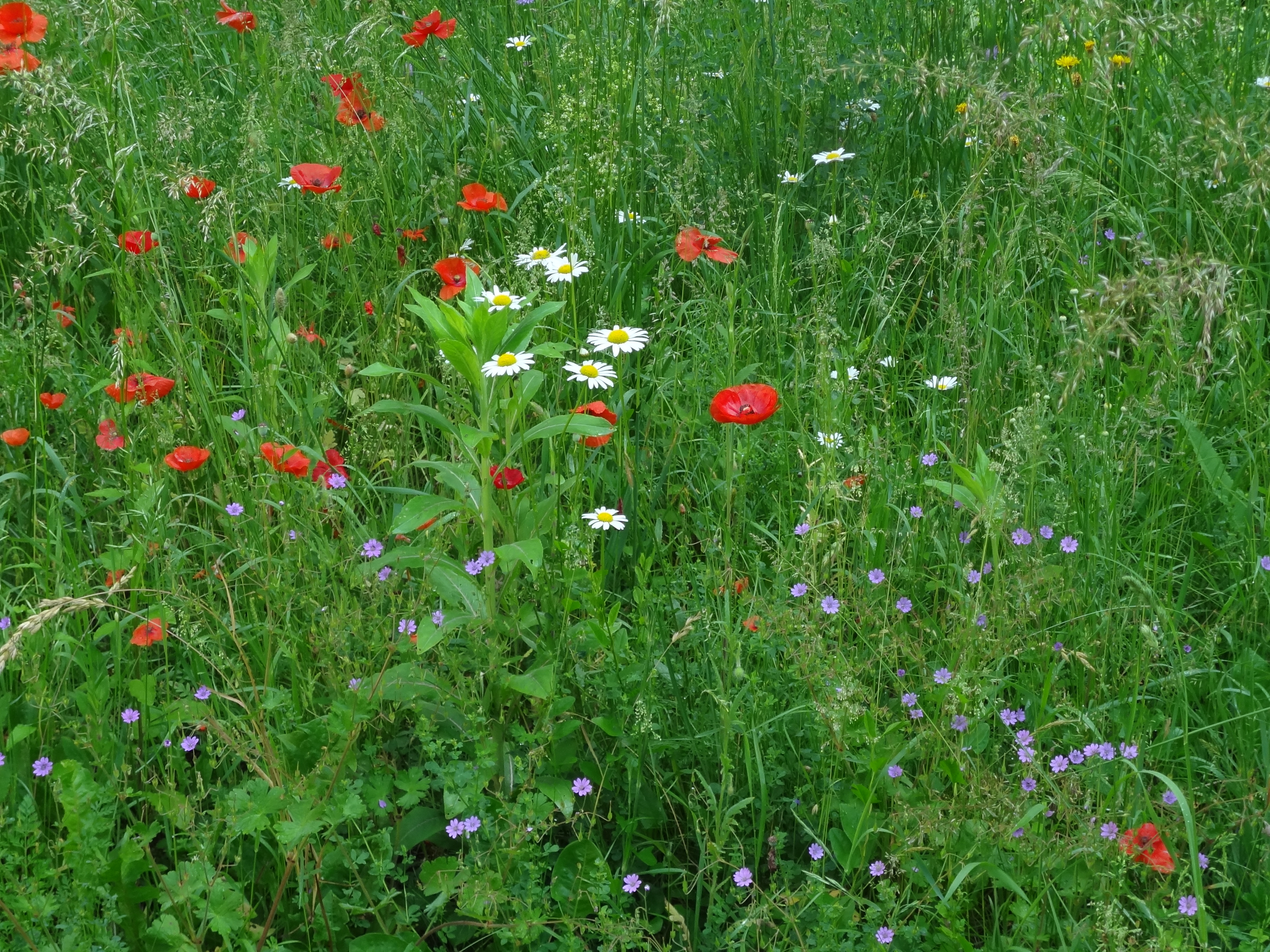 Blühwiese mit Wildem Mohn