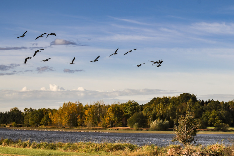 V&ouml;gel fliegen &uuml;ber eine Seenlandschaft.