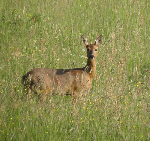 Reh auf Wiese