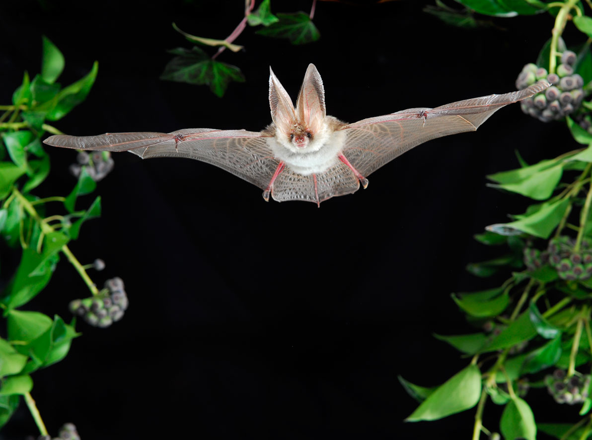 Eine Fledermaus fliegt mit weit ausgebreiteten Flügeln durch die Nacht.