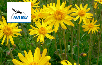 einige gelbe Blumenköpfe (Arnika) nah aufgenommen