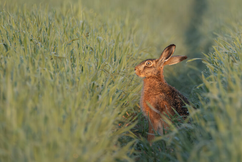 Ein Feldhase sitzt inmitten einer hochgewachsenen Wiese und spitzt die Ohren.