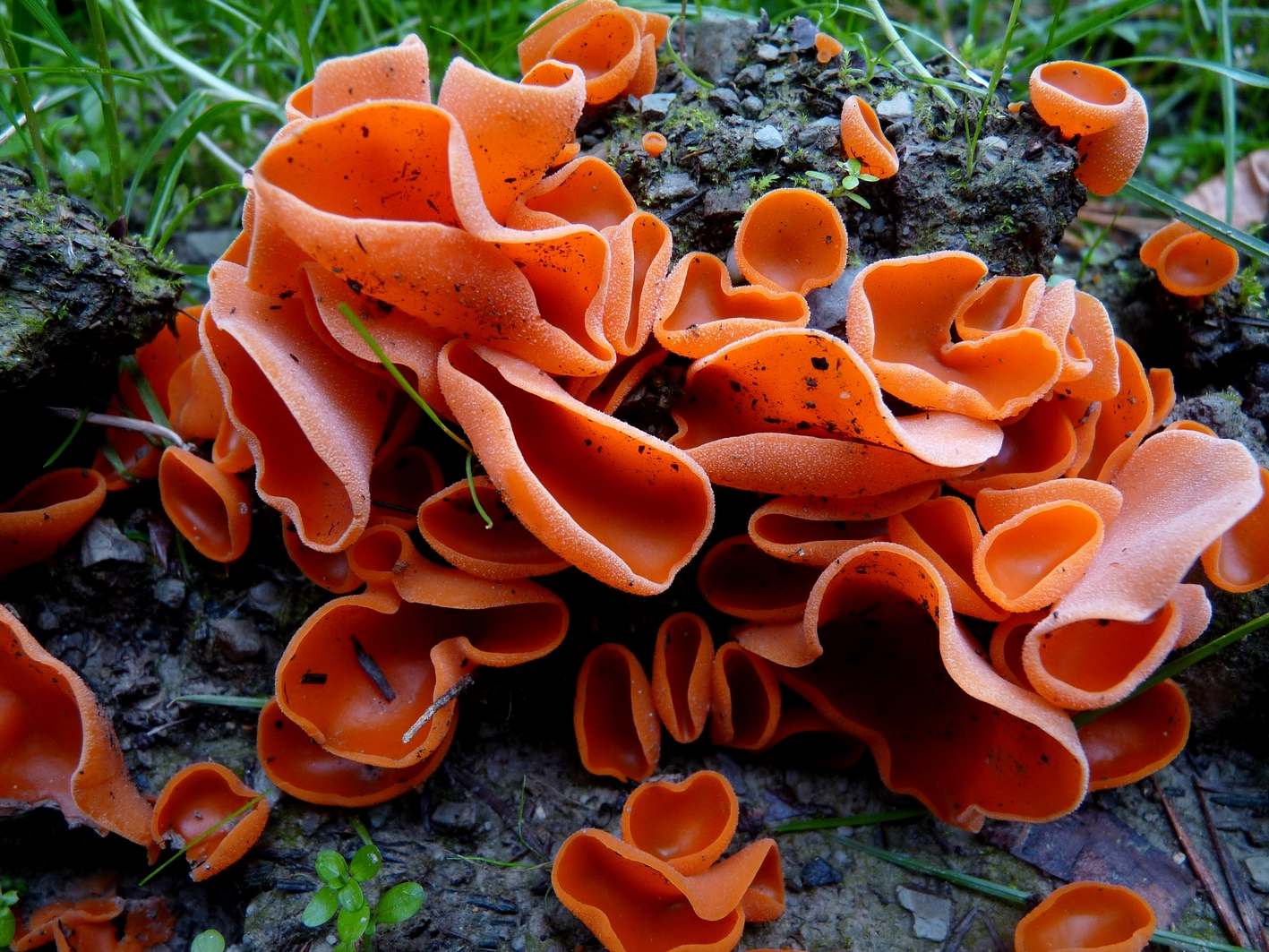 Orange leuchtende Pilze