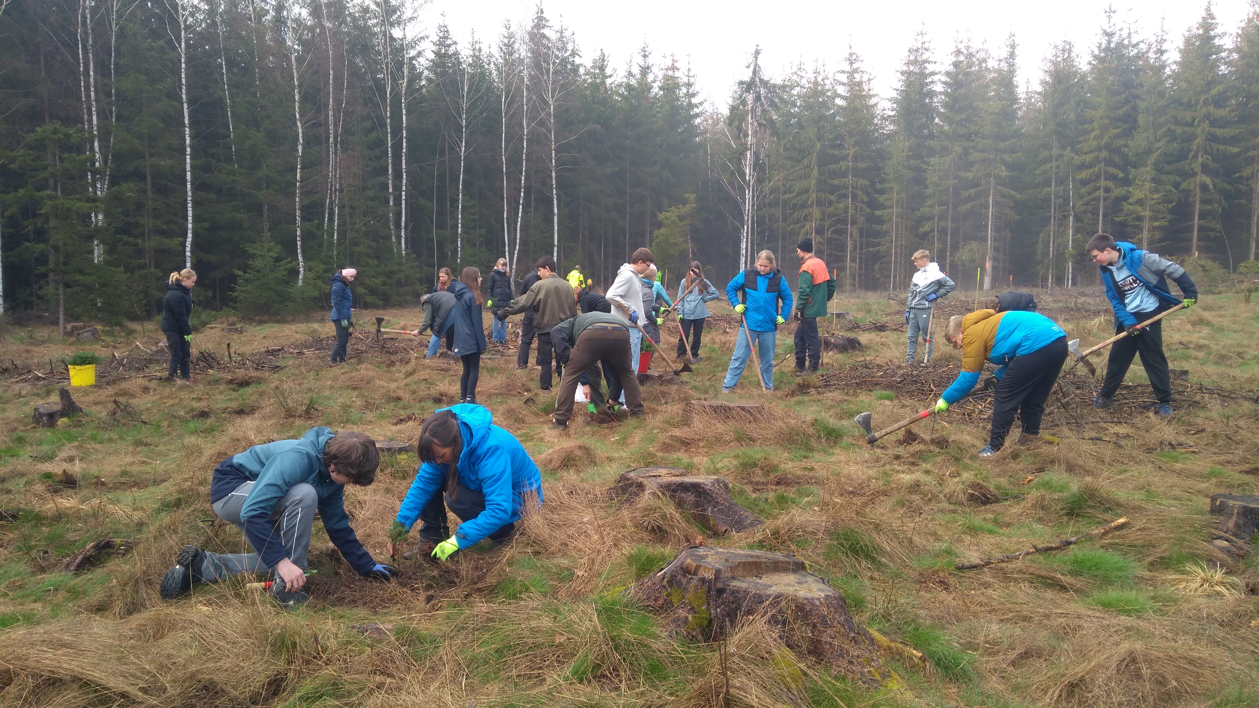 viele Menschen auf einer Wiese, die Bäumchen pflanzen
