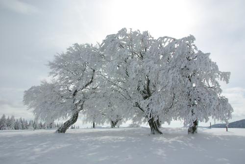 verschneite Wiese mit verschneiter Baumgruppe