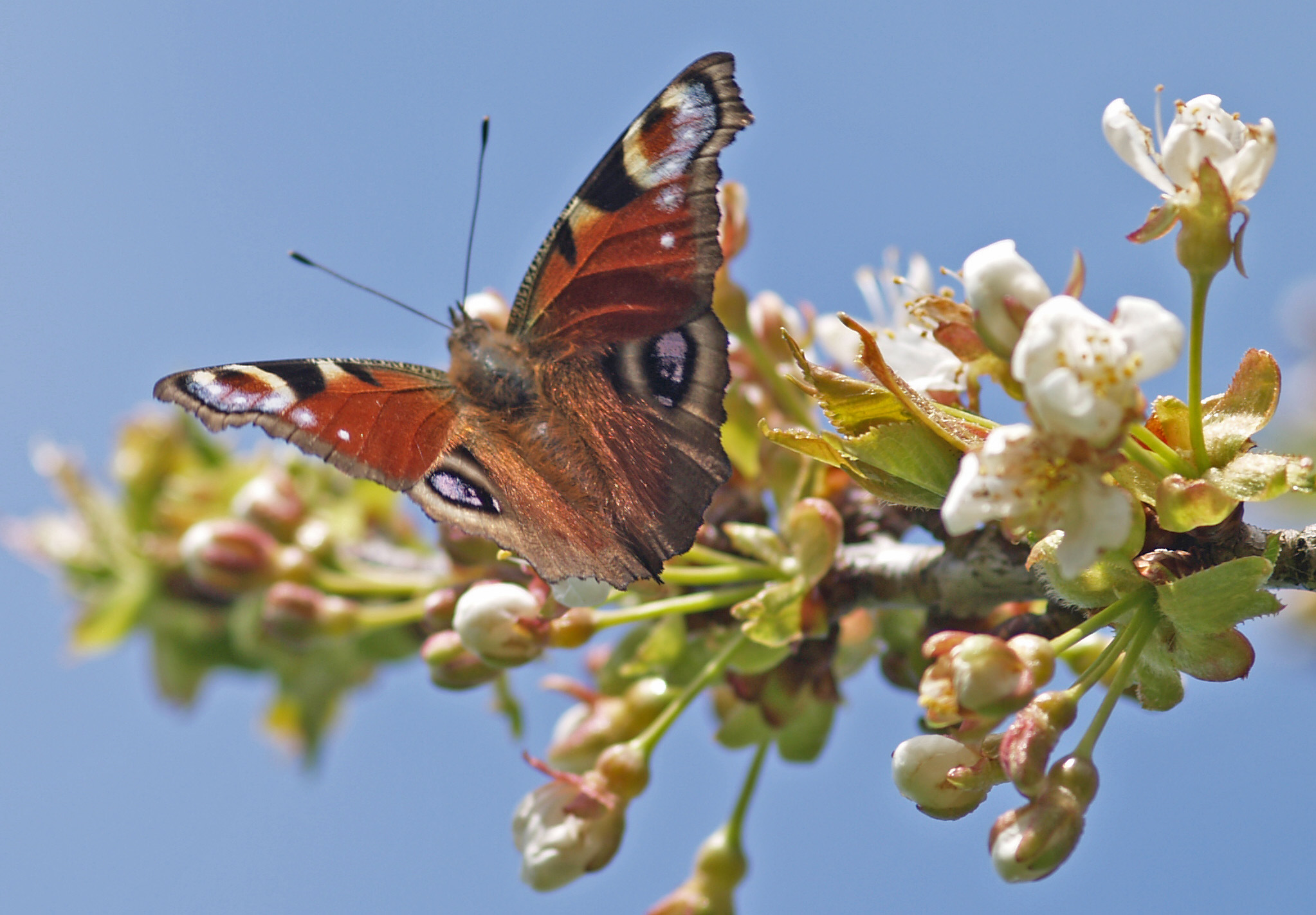 Tagpfauenauge auf einen Obstbaum voller Blüten