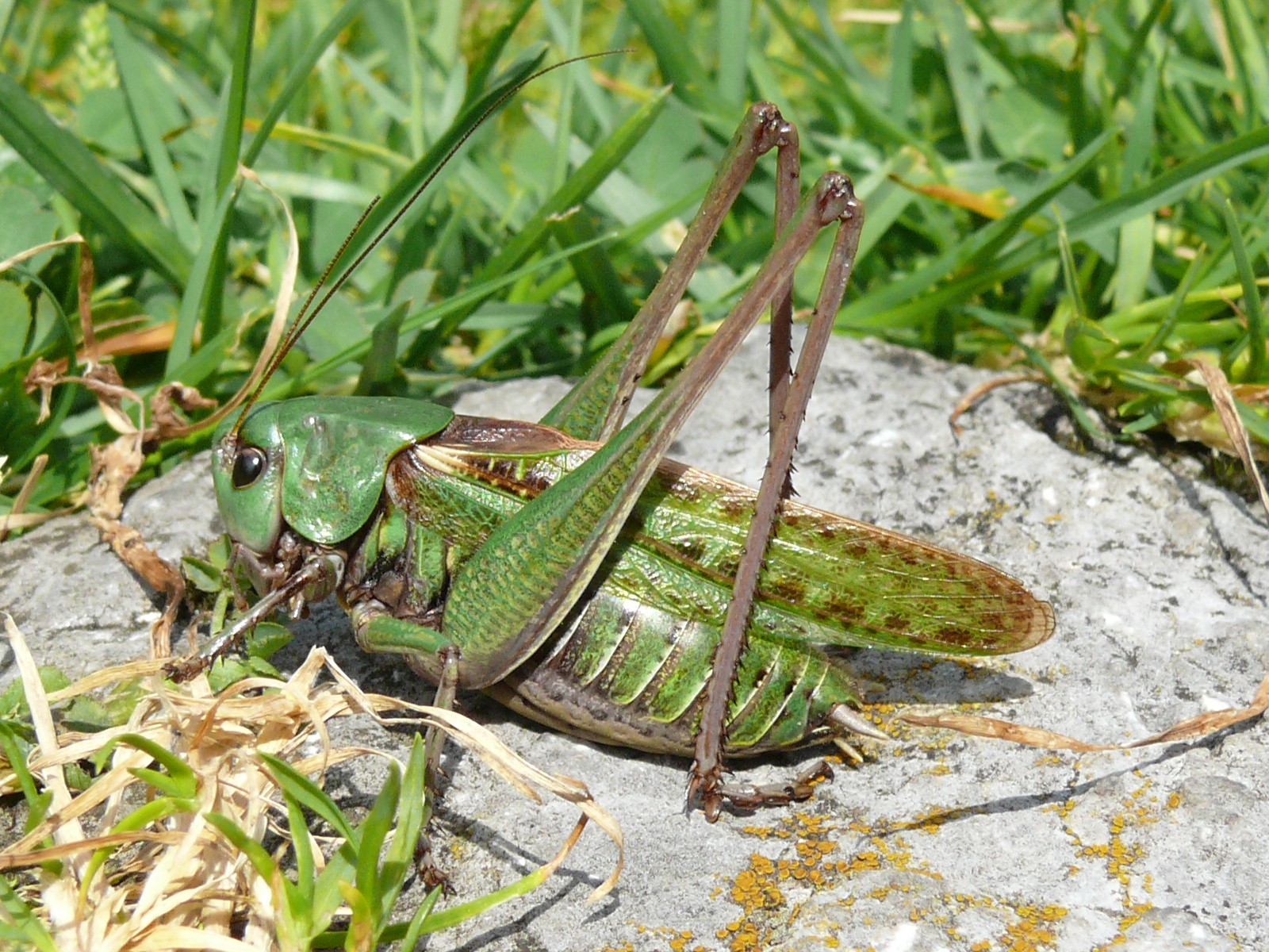 Warzenbeißer auf einem Stein